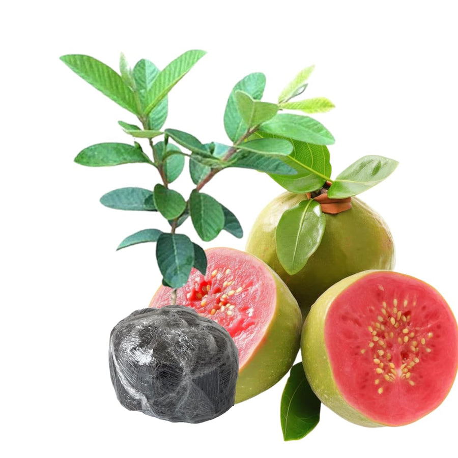 2 Live Guava Trees Plants Live Fast Growing Tree, Pink Guava Seedlings Tree Fruit Plant, 4 to 9 Inc Tall, Pink Guava Plants for Planting