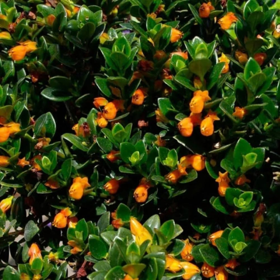 Trailing Goldfish Plant Live in 4'' Pot, Hardy Goldfish Plant for Hanging Basket, Easy-Care Houseplant, Rare Indoor Plant, 4-7 Inch Tall