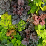 3 Coral Bells Heuchera Perenial Live Plants, Assorted Seasonal Leaves Color Change, Well-Rooted 5-9 Inc Tall, No Pot
