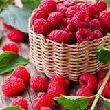 Raspberry Plant in 3 Inch Pot, Red Sweet Berries Starter Plant, Raspberry Plants Live for Planting Outdoor