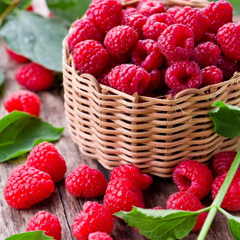 Raspberry Plant in 3 Inch Pot, Red Sweet Berries Starter Plant, Raspberry Plants Live for Planting Outdoor