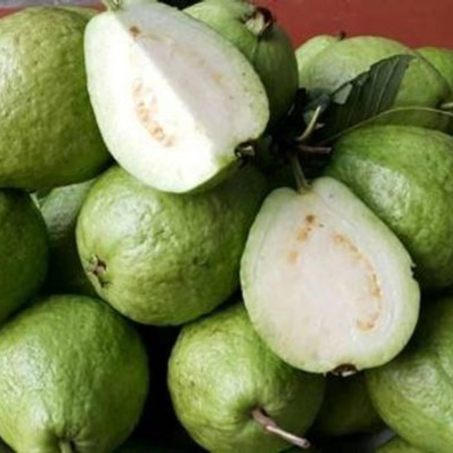 White Guava Tree Live Plant, Tropical Fruit Plant, 6 to 8 Inc Tall, 4 Inc Potted, White Flower