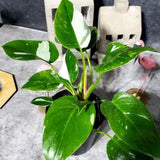 2 Rare Philodendron Live Plants Varieties Collection, Philodendrons Plants Size 5-9 Inc for Indoor Houseplant Décor, Ornamental Tropical Well-Rooted (White Green Philodendron Plants)