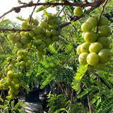 Sweet Gooseberry Live Plant 3 Feet Tree, Gooseberry Tropical Fruit Tree for Planting, Ready to Grow