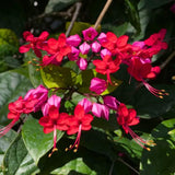 2 Red Purple Bleeding Heart Vine 5 to 9 Inch Tall, Clerodendrum Bleeding Heart Plants Live Well Rooted, Ornamental Flowers