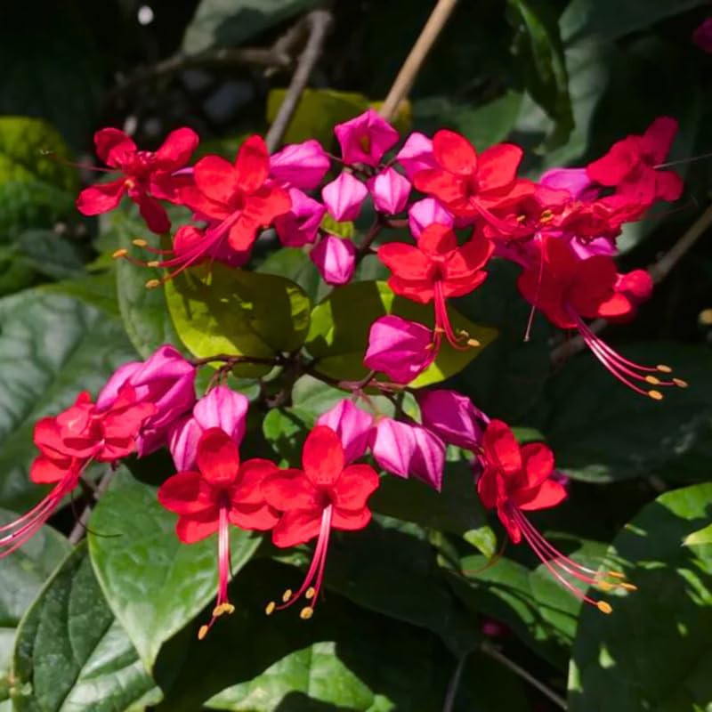 2 Red Purple Bleeding Heart Vine 5 to 9 Inch Tall, Clerodendrum Bleeding Heart Plants Live Well Rooted, Ornamental Flowers