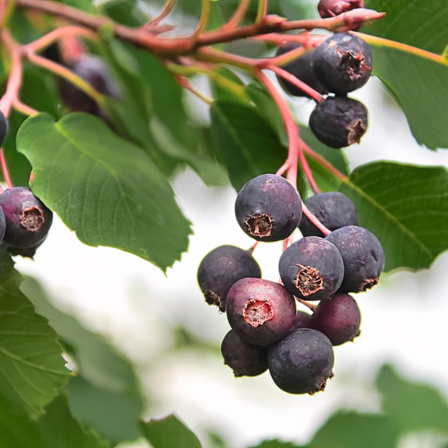 Live Elderberry Plant, 1.5 to 2.5 Feet Tall in 1 Gallon Pot, Fruiting Shrub Ready to Grow