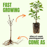 Pink Lilac Bush Live Tree Plant, 1 Year Old Tree for Planting, 6 to 12 Inches in Tall, Hardy Shrub, Dormant in Winter