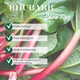 5 Rhubarb Plants for Planting, Red Stalks Rhubarb Roots, Large Size, Fast Growing, Hardy Perennial Vegetable for Outdoor Planting