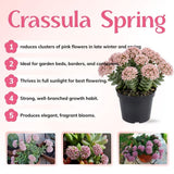 Crassula Spring Live Plant, 2 Inch Pot, Compact Crassula Succulent Live Plant Full Rooted