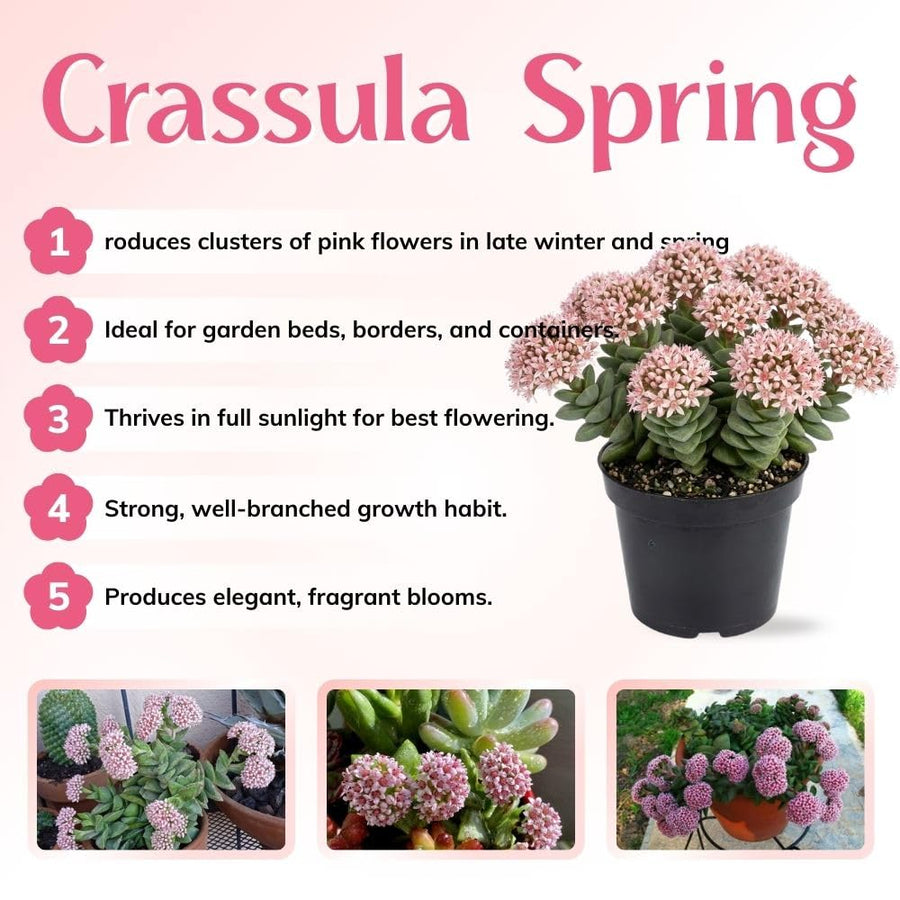 Crassula Spring Live Plant, 2 Inch Pot, Compact Crassula Succulent Live Plant Full Rooted