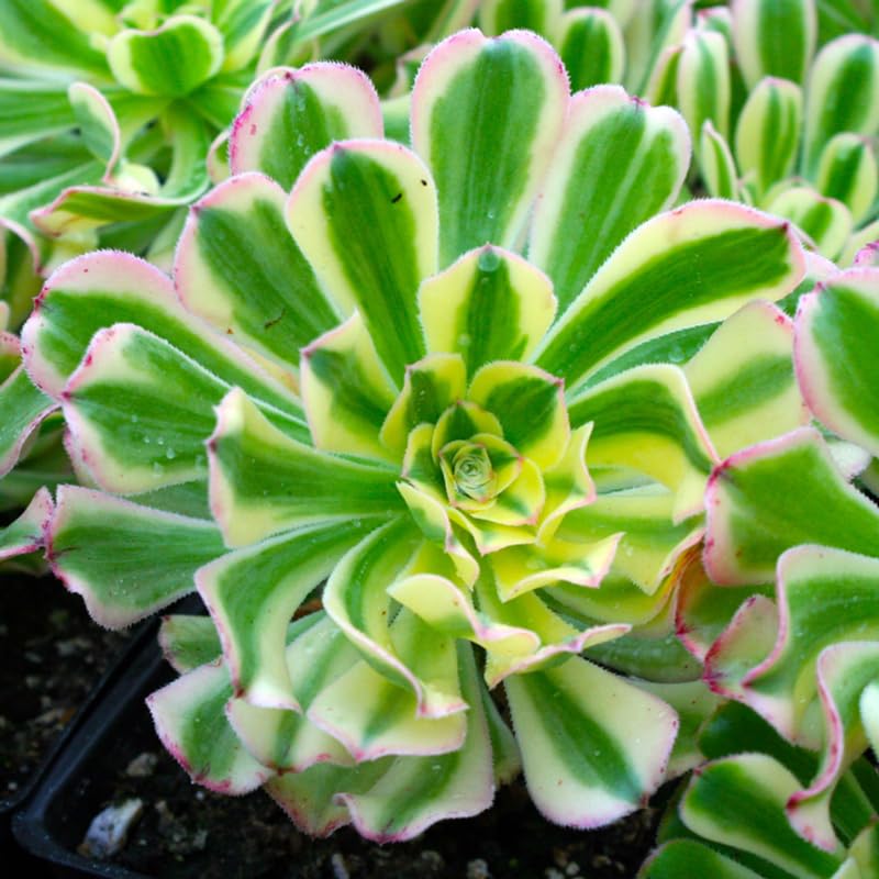 Sun Aeonium Plant Live Succulent in 4" Pot, Rosette Succulent Live Plant for Indoor Outdoor Growing