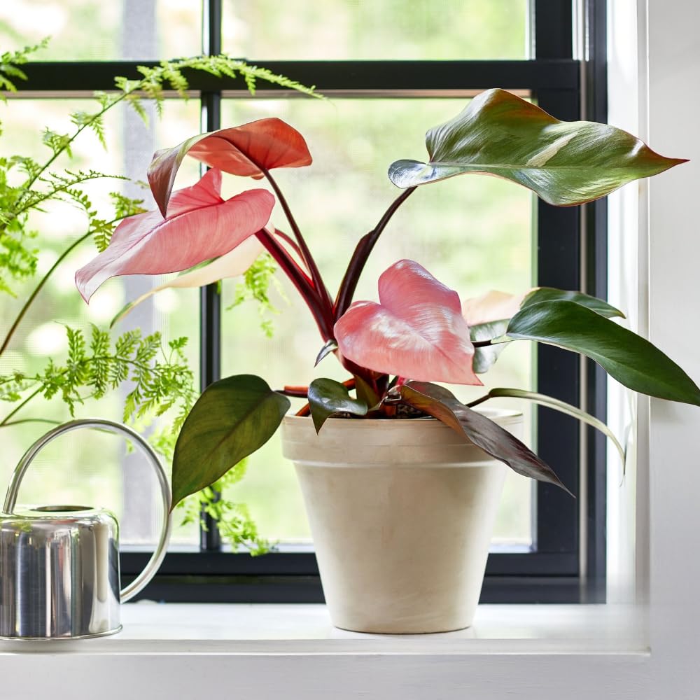 2 Random Philodendron Live Plant 5-9" Tall, Rare Tropical Indoor Houseplant Home Garden
