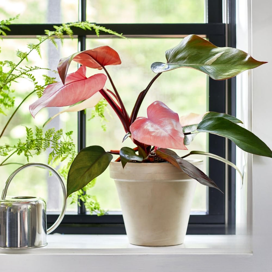 2 Mix Rare Philodendron Live Plant 5-9" Tall, Rare Tropical Indoor Houseplant Home Garden