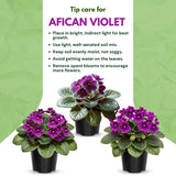 Purple African Violet Live Plant, African Violet Houseplant in 4" Pot, Blooming Indoor Plant for Home or Office with Vibrant Flowers