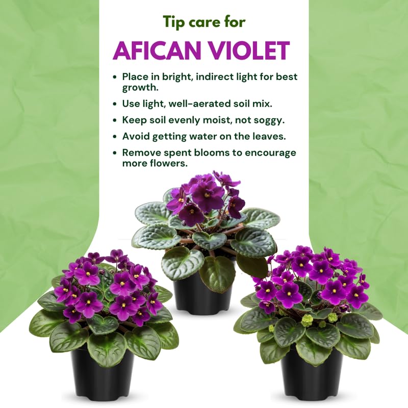 Purple African Violet Live Plant, African Violet Houseplant in 4" Pot, Blooming Indoor Plant for Home or Office with Vibrant Flowers