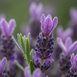 Lavender Plant Live in 3'' Pot, Fragrant Lavender Flowering Herb for Indoor Outdoor Planting, Ready to Grow (Spanish Lavender)