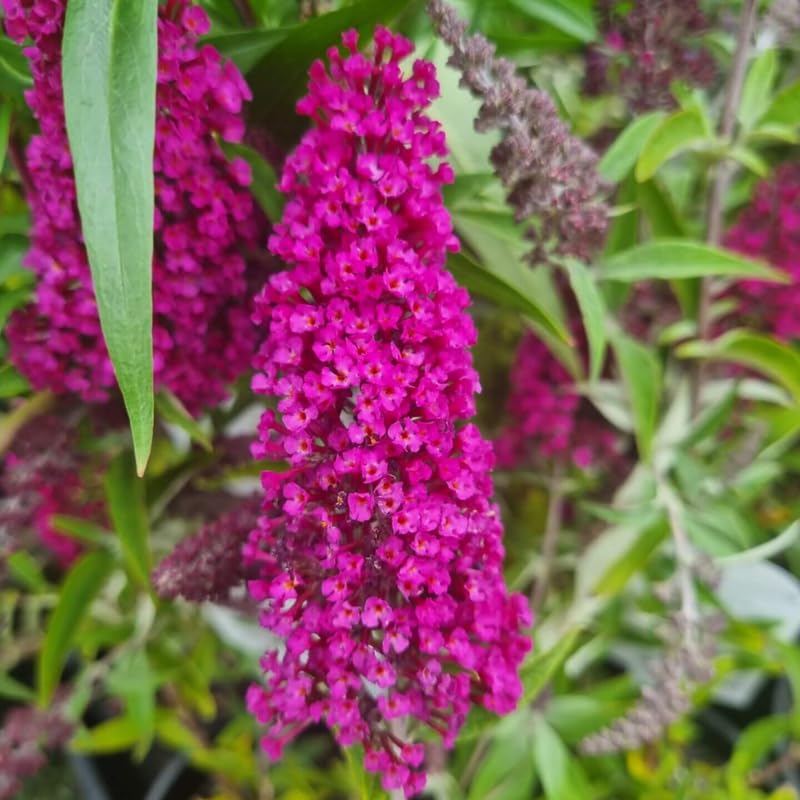 Butterfly Bush Plant for Planting, Size 5 to 7 Inch Tall Plant, Without Pot, Butterfly Bushes Plants (Dark Pink Flowers)