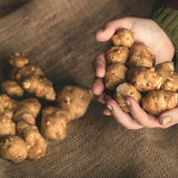 1 Lb Sunchoke Tubers for Planting, Jerusalem Artichoke Roots, Edible Vegetable Tubers, Ready to Grow, Suitable for Outdoor Garden
