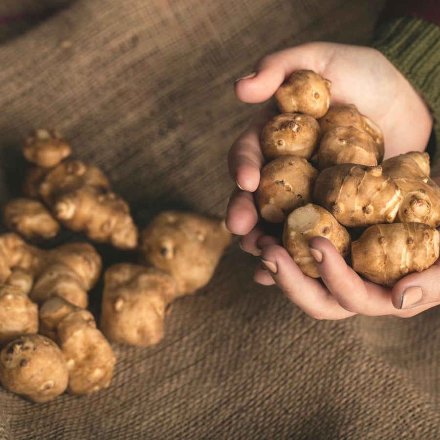 1 Lb Sunchoke Tubers for Planting, Jerusalem Artichoke Roots, Edible Vegetable Tubers, Ready to Grow, Suitable for Outdoor Garden