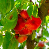 1 Year Old Donut Peach Tree Live Plant for Gardening, 1-3 Feet Tall, Cold Hardy, Zones 5-9, No CA