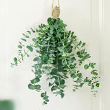 Baby Blue Eucalyptus Plant Live, Eucalyptus Live Plants, in 2.5" Pot, Well-Rooted Starter Plants for Indoor Outdoor Growing