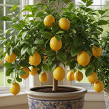 4 Months Old Meyer Yellow Lemon Tree Live Plant, Well-Rooted for Zones 9-11, 2-3 Inches Tall in 4 Inch Pot, Tropical Fruit Tree for Indoor or Outdoor Growing
