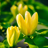 Yellow Magnolia Tree Live Plant in 2.5 Inches Pot, Dormant in Winter, 6-12 Inches in Tall, Ornamental Spring Flowering Tree, Outdoor
