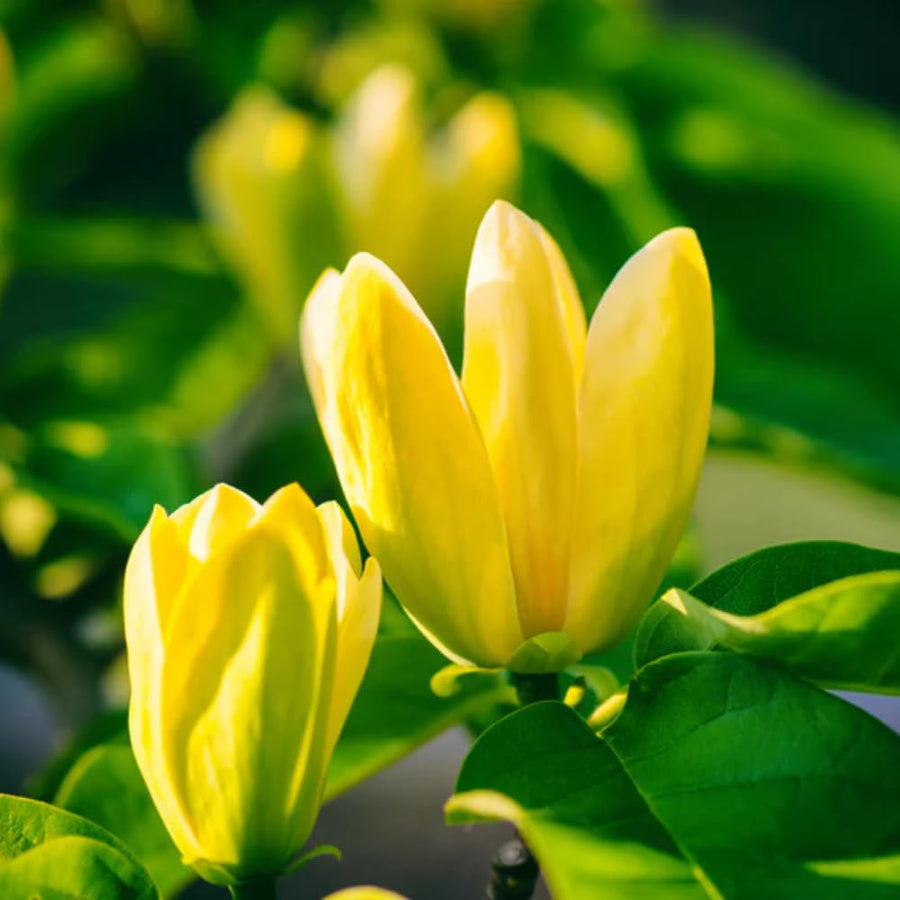 Yellow Magnolia Tree Live Plant in 2.5 Inches Pot, Dormant in Winter, 6-12 Inches in Tall, Ornamental Spring Flowering Tree, Outdoor