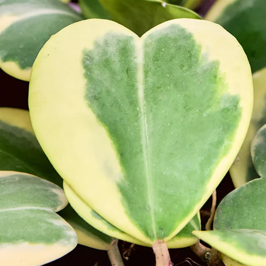 Variegated Hoya Kerrii Live Plant - Pack of 2 Pots, Each Plant in 4 Inch Pot, Hardy Vine Hoya Plants Live Houseplants