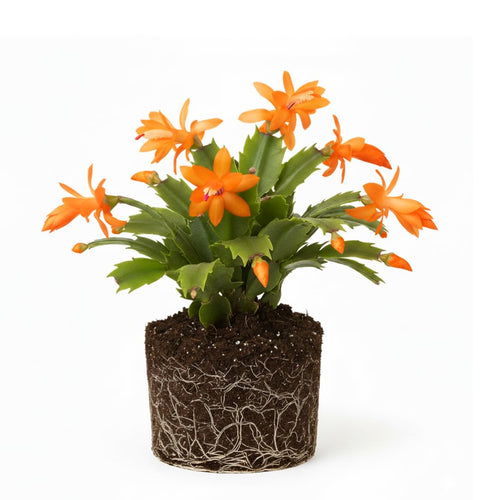 Orange Christmas Cactus Plant Live Christmas Cactus, Holiday Cactus Live Plant, 4 Inc Pot