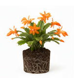 Orange Christmas Cactus Plant Live Christmas Cactus, Holiday Cactus Live Plant Pot, Houseplant, 5 to 7 Inc Tall