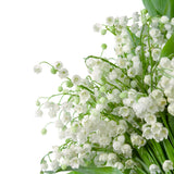10 Lily of the Valley Roots for Planting in Summer, Hardy Perennial Flower Bulbs, Reblooming Spring Flowers for Gardens, Borders, and Outdoor Landscaping
