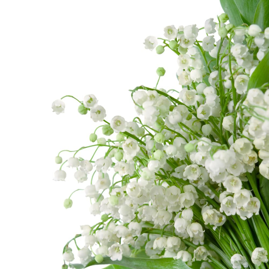 10 Lily of the Valley Roots for Planting in Summer, Hardy Perennial Flower Bulbs, Reblooming Spring Flowers for Gardens, Borders, and Outdoor Landscaping