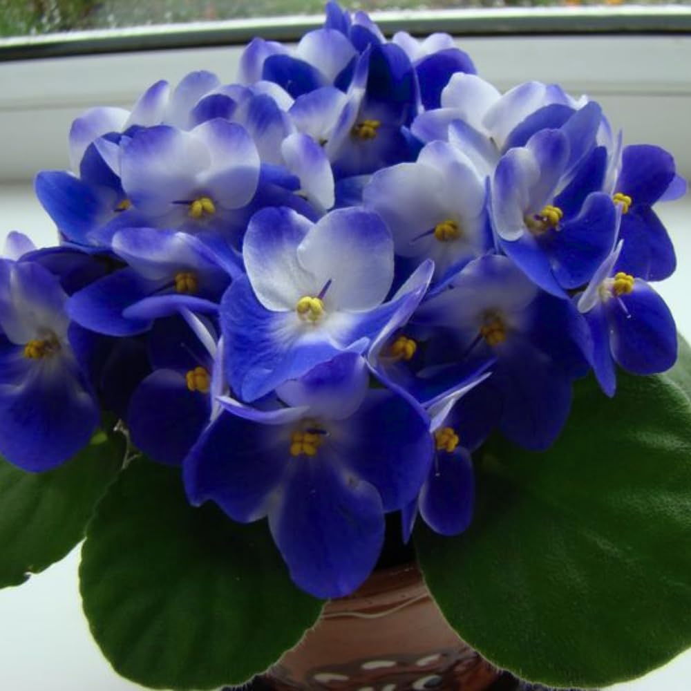 Colorful African Violets Live Plant in 4" Pot, Starter African Violet Flower for Indoor Outdoor Home Décor