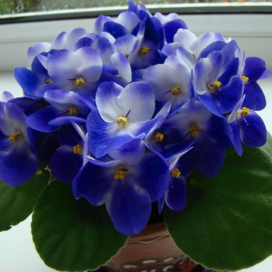 Colorful African Violets Live Plant in 4" Pot, Starter African Violet Flower for Indoor Outdoor Home Décor