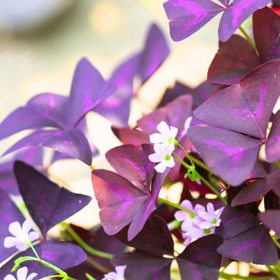 2 Deep Oxalis Shamrock Plants Live, 4-8 Inch Tall, Oxalis Triangularis Plants for Indoor or Outdoor Planting, Easy Care Perennial, USDA Zones 7–10