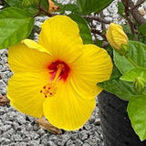 Rare Yellow Hibiscus Plant Live, Hardy Hibiscus Flowers Colorful Blooms for Outdoor Landscapes, 8-10 Inch Height, Hibiscus Shrubs, No Pot, Well-Rooted