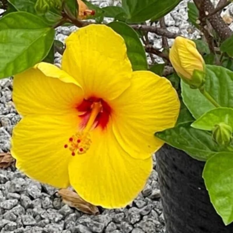Rare Yellow Hibiscus Plant Live, Hardy Hibiscus Flowers Colorful Blooms for Outdoor Landscapes, 8-10 Inch Height, Hibiscus Shrubs, No Pot, Well-Rooted