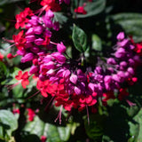 2 Bleeding Heart Vine 5-9 Inc Height, Clerodendrum Bleeding Heart Plants Live for Planting, Well-Rooted Plants, No Pot (Mix Bleeding Heart)