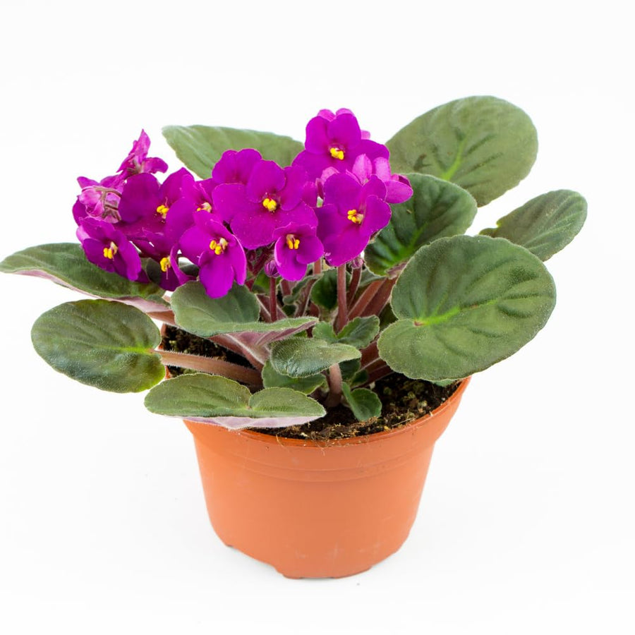 Pink African Violets Live Plant in 4" Pot, Starter African Violet for HouseplantIndoor Outdoor Home Decor
