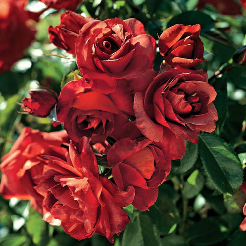 Rose Bush Live Plant Indoor Outdoor, 5-9 Inch Tall, Fragrant Rose Plant Live for Planting, Ornamental Flowers Well Rooted Starter Plant (Hot Rose)