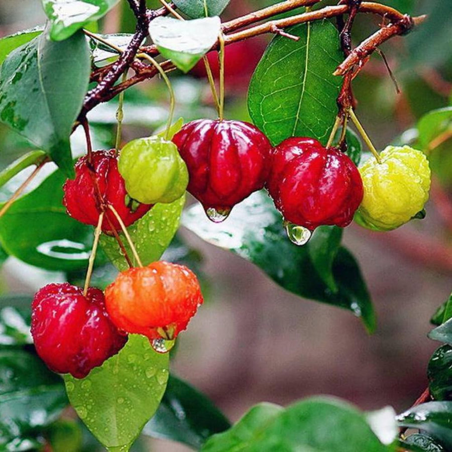 2 Years Old Surinam Cherry Tree Live Plant, Ready to Bear Fruit Cherry Tree, 2 Feet Tall, Edible, Cold Hardy, Outdoor Growing