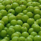 Gooseberry Plant Live, Gooseberry Bush Live Plant from 3 Feet in Height, Sweet Fruit Tree Garden