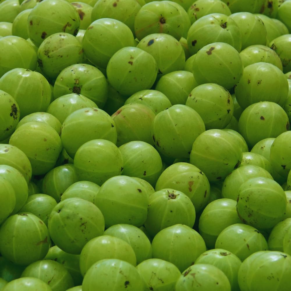 Gooseberry Plant Live, Gooseberry Bush Live Plant from 3 Feet in Height, Sweet Fruit Tree Garden
