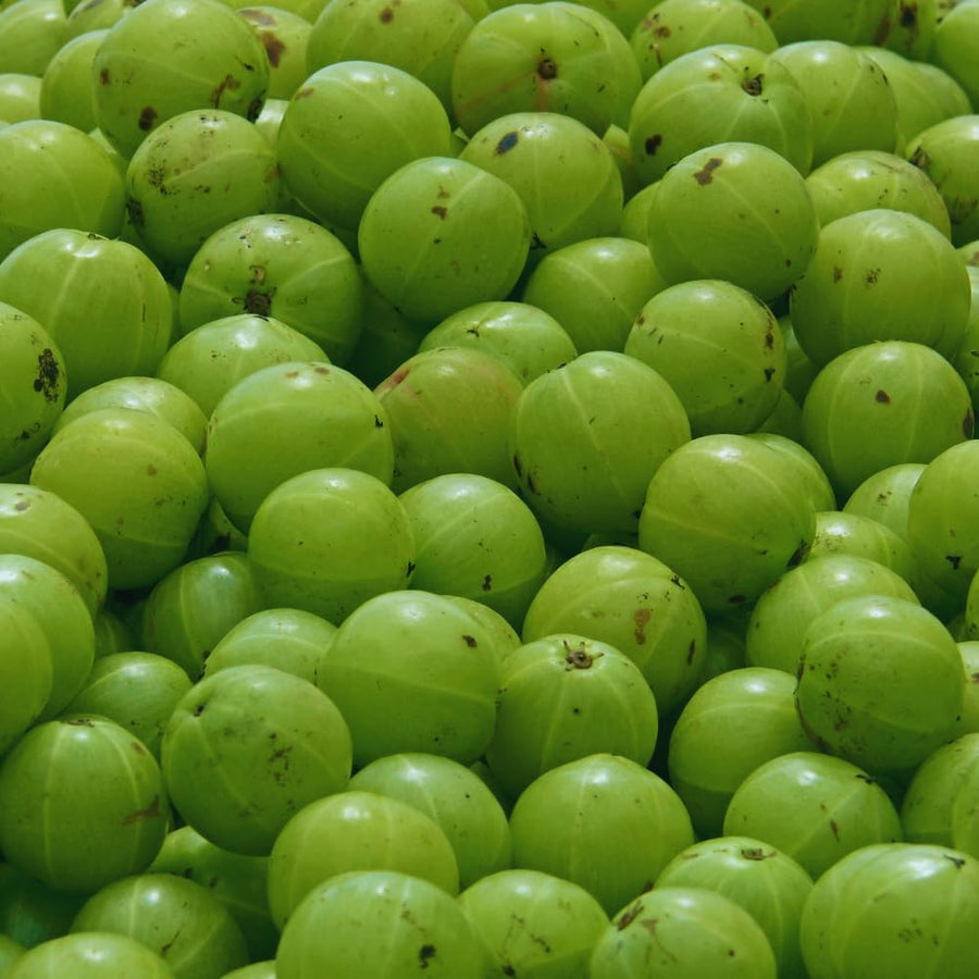 Gooseberry Plant Live, Green Gooseberry Bush Live Plant Sweet Fruit Tree Garden for Outdoor Indoor, 3 Feet Long