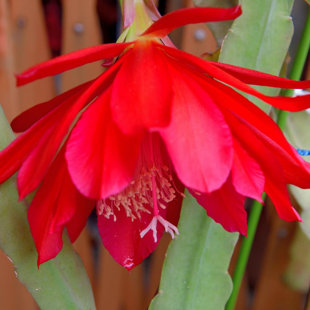 Epiphyllum Plants Live, 2 Plants per Pot, Orchid Cactus Plants for Indoor and Outdoor Planting, Well Rooted Orchid Cactus Plant, Ready to Plant (Red Epiphyllum)