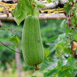 Pack 70 Luffa Sponge Gourd Seed for Planting, Luffa Vegetable Seeds for Planting, Loofah Seed