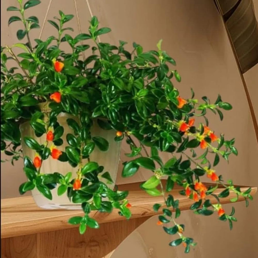 2 Goldfish Plants Live Houseplant, 4 Inch Potted Trailing Goldfish Vine with Orange Blooms, Ideal for Hanging Baskets or Home Décor