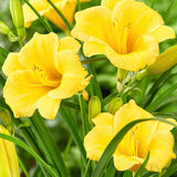Pack 10 Daylily Bulbs for Planting Spring, Fast Blooming Hardy Perennial Lily Bare Roots for Outdoor Growing (Assorted Day Lily)